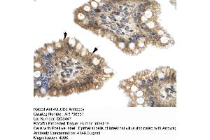 Human Intestine (NUCB2 antibody  (Middle Region))