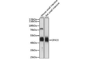Western blot analysis of extracts of various cell lines, using GPA33 antibody. (GPA33 antibody)