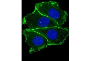 Immunofluorescent analysis of 4 % paraformaldehyde-fixed, 0. (E-cadherin antibody  (AA 1-392))