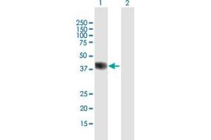 Western Blot analysis of BHLHE22 expression in transfected 293T cell line by BHLHE22 MaxPab polyclonal antibody. (BHLHE22 antibody  (AA 1-381))