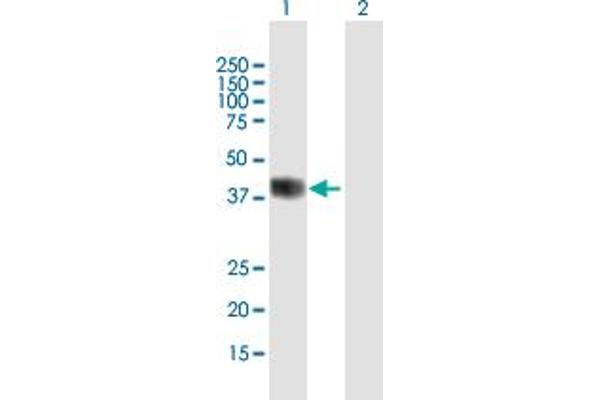 BHLHE22 Antikörper  (AA 1-381)