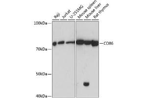 Western blot analysis of extracts of various cell lines, using CD86 antibody (ABIN7266225) at 1:1000 dilution. (CD86 antibody)
