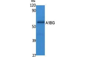Western Blotting (WB) image for anti-alpha-1-B Glycoprotein (A1BG) (Internal Region) antibody (ABIN3178089) (A1BG antibody  (Internal Region))
