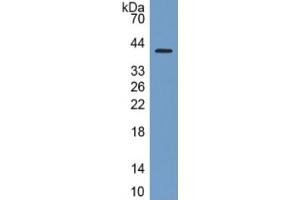 Western Blotting (WB) image for Sialic Acid Binding Ig-Like Lectin 7 (SIGLEC7) ELISA Kit (ABIN6574286)