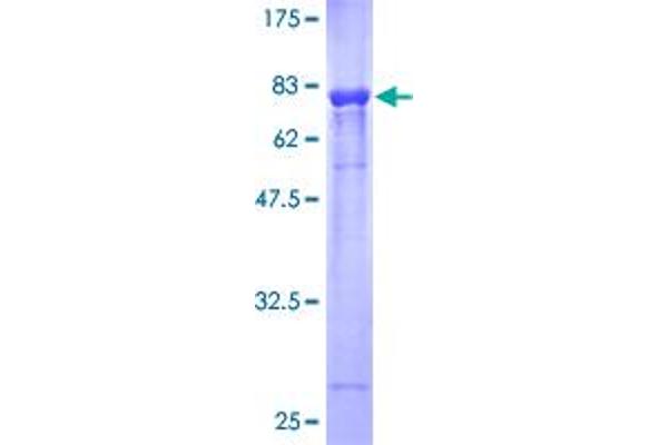 Plexin B2 Protein (PLXNB2) (AA 1-470) (GST tag)