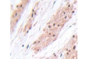 Figure. (PIK3AP1 antibody  (AA 397-650))
