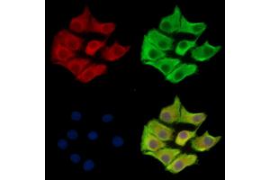 ABIN7095167 and ABIN7099223 staining Hela cells by IF/ICC.