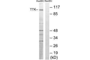 Western Blotting (WB) image for anti-Mps1 (TTK) (Thr676) antibody (ABIN1848269) (Mps1 antibody  (Thr676))