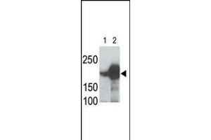 LRP5 Antibody is used in Western blot to detect recombinant human LRP5 (Lane 1) and mouse LRP5 (Lane 2) proteins in transfected 293 cell lysates. (LRP5 antibody  (C-Term))