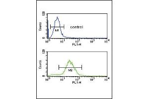 CFL1 Antibody (Center) (ABIN650759 and ABIN2839516) flow cytometric analysis of HL-60 cells (bottom histogram) compared to a negative control cell (top histogram). (Cofilin antibody  (AA 70-98))