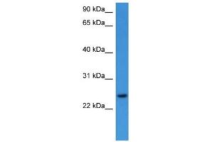 WB Suggested Anti-RHOG Antibody Titration: 0. (RHOG antibody  (C-Term))