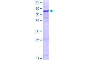 SLC25A46 Protein (AA 1-418) (GST tag)