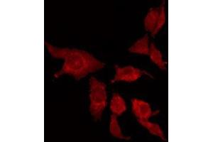 ABIN6275372 staining HepG2 by IF/ICC. (KCNK15 antibody  (C-Term))