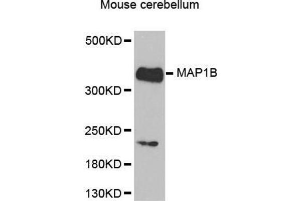 MAP1B antibody  (AA 1820-2100)