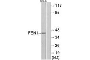 Western blot analysis of extracts from COLO205 cells, using FEN1 Antibody. (FEN1 antibody  (AA 86-135))