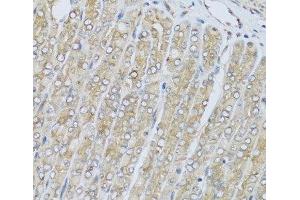 Immunohistochemistry of paraffin-embedded Mouse stomach using HRG Polyclonal Antibody at dilution of 1:100 (40x lens). (HRG antibody)