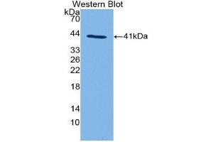 Western Blotting (WB) image for anti-Complement Fragment 3a (C3a) (AA 670-742) antibody (ABIN3208725)
