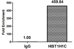 Chromatin Immunoprecipitation Hela (4*10 6 , treated with 30 mM sodium butyrate for 4h) were treated with Micrococcal Nuclease, sonicated, and immunoprecipitated with 8 μg anti-HIST1H1C (ABIN7139162) or a control normal rabbit IgG. (HIST1H1C antibody  (acLys16))
