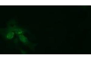 Image no. 2 for anti-tRNA Methyltransferase 2 Homolog A (TRMT2A) antibody (ABIN1501515) (TRMT2A antibody)
