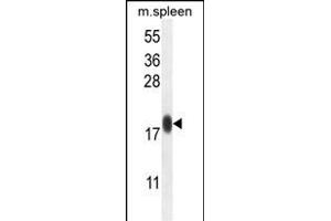 IP1L Antibody (C-term) (ABIN654790 and ABIN2844468) western blot analysis in mouse spleen tissue lysates (35 μg/lane). (IMMP1L antibody  (C-Term))