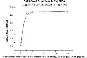 Immobilized SARS-CoV-2 S1 protein, Fc Tag (ABIN6952624) at 2 μg/mL (100 μL/well) can bind Monoclonal Anti-SARS-CoV-S protein RBD Antibody, Human IgG1 with a linear range of 0. (SARS-CoV-2 Spike S1 Protein (Fc Tag))