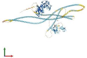 Protein Structure (PS) image for rho-Associated, Coiled-Coil Containing Protein Kinase 2 (ROCK2) (AA 1-1388) protein (His tag) (ABIN7555271)