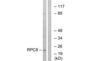 Western blot analysis of extracts from K562 cells, using RPC8 antibody.