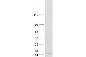 Western Blotting (WB) image for Leukocyte Specific Transcript 1 (LST1) (Transcript Variant 4) protein (Myc-DYKDDDDK Tag) (ABIN2724990)