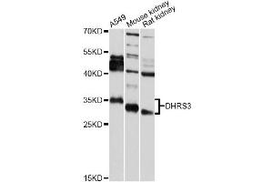 Western blot analysis of extracts of various cell lines, using DHRS3 antibody (ABIN5975596) at 1/2000 dilution.