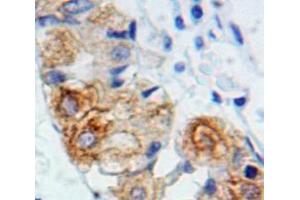 IHC-P analysis of Stomach tissue, with DAB staining. (IL2RG antibody  (AA 23-262))