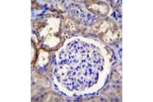 Formalin fixed and paraffin embedded human kidney tissue reacted with FAM96A Antibody (C-term) followed by peroxidase conjugation of the secondary antibody and DAB staining. (FAM96A antibody  (C-Term))