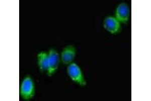 Immunofluorescent analysis of HepG2 cells using ABIN7166140 at dilution of 1:100 and Alexa Fluor 488-congugated AffiniPure Goat Anti-Rabbit IgG(H+L) (SPNS2 antibody  (AA 1-140))