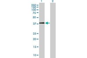 Western Blot analysis of PON3 expression in transfected 293T cell line by PON3 MaxPab polyclonal antibody. (PON3 antibody  (AA 1-354))