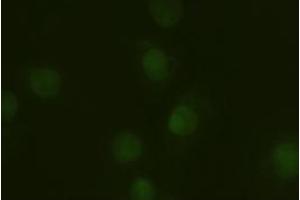 Immunofluorescent staining of HeLa cells using anti-A1AT mouse monoclonal antibody (ABIN2452352).