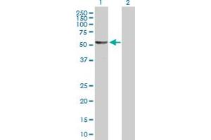 Western Blot analysis of DALRD3 expression in transfected 293T cell line by DALRD3 MaxPab polyclonal antibody.