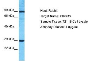 Host: Rabbit Target Name: PIK3R6 Sample Type: 721_B Whole Cell lysates Antibody Dilution: 1. (PIK3R6 antibody  (C-Term))