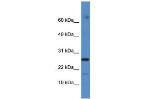 Western Blotting (WB) image for anti-Family with Sequence Similarity 36, Member A (FAM36A) (C-Term) antibody (ABIN2785401) (FAM36A antibody  (C-Term))