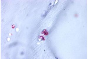 Anti-ACAN / Aggrecan antibody  ABIN1048285 IHC staining of human cartilage. (Aggrecan antibody  (C-Term))