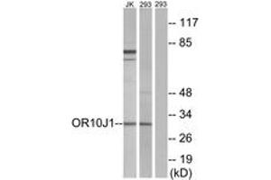 Western blot analysis of extracts from 293/Jurkat cells, using OR10J1 Antibody.