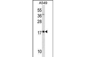 MYL4 Antibody (N-term) (ABIN1881562 and ABIN2838424) western blot analysis in A549 cell line lysates (35 μg/lane).
