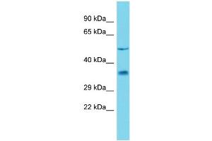 Host: Rabbit Target Name: Ambp Sample Type: Rat Pancreas lysates Antibody Dilution: 0. (AMBP antibody  (C-Term))