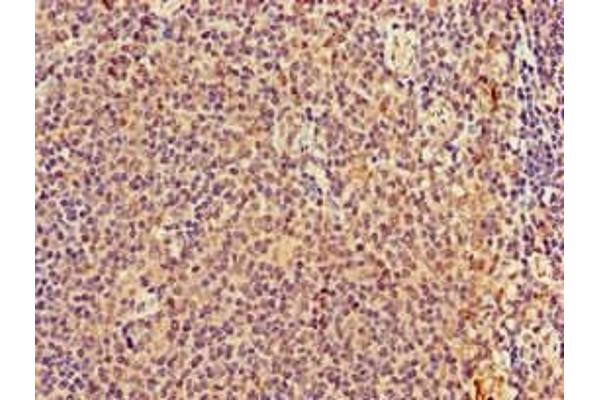 TMEM11 antibody  (AA 1-83)