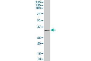TAZ monoclonal antibody (M12), clone 1B10 Western Blot analysis of TAZ expression in SW-13 . (TAZ antibody  (AA 1-262))