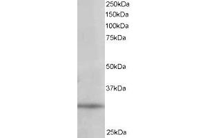 ABIN185203 staining (1µg/ml) of 293 lysate (RIPA buffer, 35µg total protein per lane). (PITPNA antibody  (C-Term))
