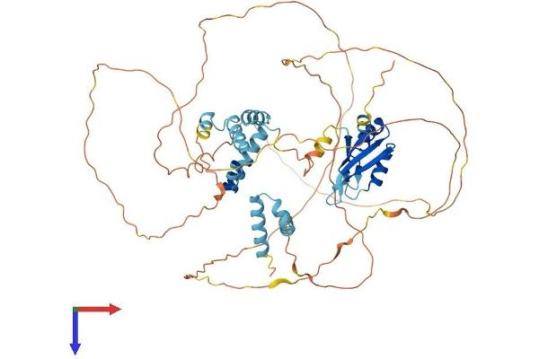 CSTF2T Protein (AA 1-616) (His tag)