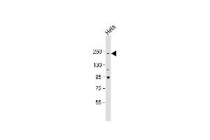 Anti-NOTCH3 Antibody at 1:2000 dilution + Hela whole cell lysate Lysates/proteins at 20 μg per lane. (NOTCH3 antibody  (C-Term))