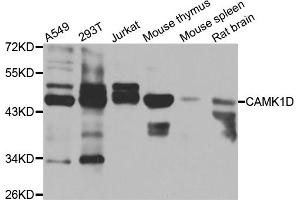 Western blot analysis of extracts of various cell lines, using CAMK1D antibody (ABIN5975586) at 1/1000 dilution. (CAMK1D antibody)