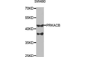 Western Blotting (WB) image for anti-Protein Kinase, CAMP Dependent, Catalytic, beta (PRKACB) antibody (ABIN1876512) (PRKACB antibody)