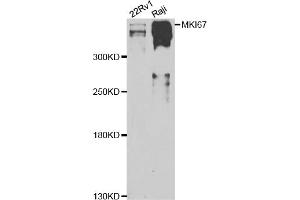 Western blot analysis of extracts of various cell lines, using MKI67 antibody (ABIN4904374) at 1:1000 dilution. (Ki-67 antibody)