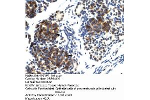 Human Pancreas (TRIM41 antibody  (C-Term))